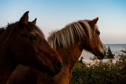 Private sunset ride package